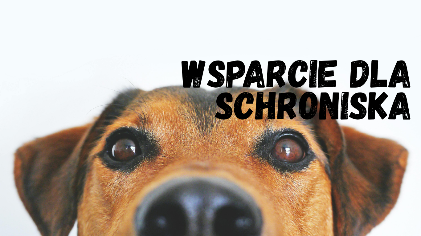 wsparcie dla schroniska - grafika z psem
